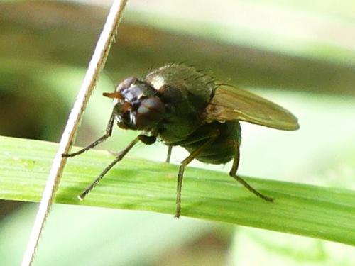 Calliopum sp.